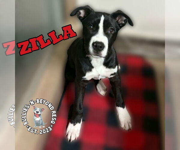 Medium Photo #3 Boxer-Unknown Mix Puppy For Sale in Omaha, NE, USA