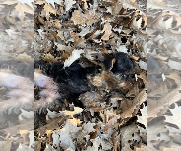 Medium Photo #17 Yorkshire Terrier Puppy For Sale in CHIPPEWA FALLS, WI, USA
