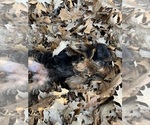 Litter of 4 - Male(s) and Female(s) Yorkshire TerrierLitter of Puppies for Sale - Photo #17