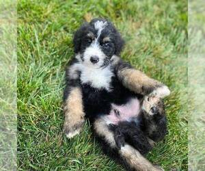 Bernedoodle Puppy for sale in CONESTOGA, PA, USA