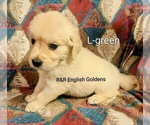 English Cream Golden Retriever Puppy for sale in BROWNSTOWN, MI, USA