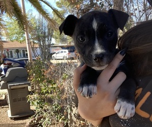 Bullypit Puppy for sale in TUCSON, AZ, USA