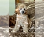 Small #1 Poodle (Miniature)