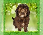 Small #8 Bernedoodle (Miniature)