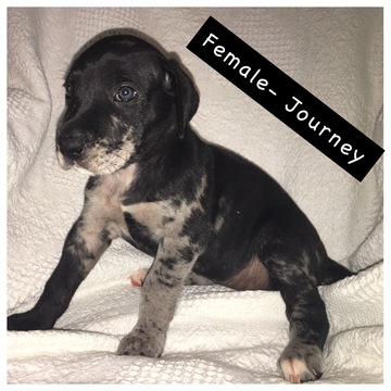 Medium Photo #1 Great Dane Puppy For Sale in VERSAILLES, OH, USA