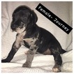 Small Photo #1 Great Dane Puppy For Sale in VERSAILLES, OH, USA