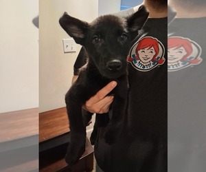 German Shepherd Dog Puppy for sale in MIDDLETOWN, CT, USA