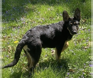 German Shepherd Dog Puppy for sale in COLUMBUS, OH, USA