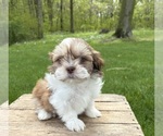 Small #1 Shih Tzu