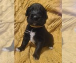 Small Photo #6 Australian Retriever Puppy For Sale in DAYTON, OH, USA