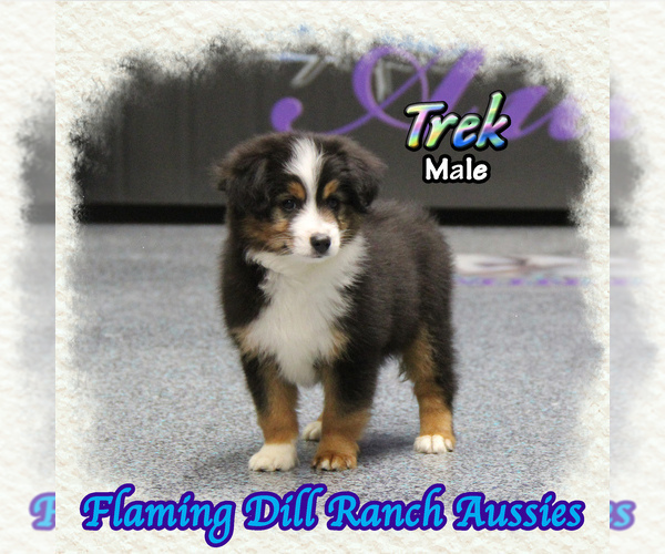 Medium Photo #1 Miniature Australian Shepherd Puppy For Sale in FORESTBURG, TX, USA
