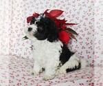 Small Photo #5 Havashu-Poodle (Miniature) Mix Puppy For Sale in QUARRYVILLE, PA, USA