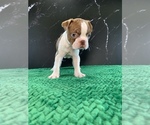 Small #4 Boston Terrier