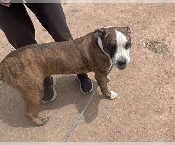 Medium Photo #3 Bulloxer Puppy For Sale in phoenix, AZ, USA