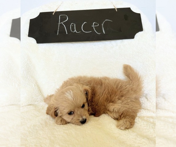 Medium Photo #1 Cavapoo Puppy For Sale in NORTH VERNON, IN, USA