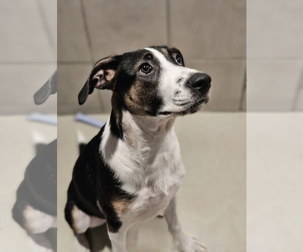 Medium Photo #2 Coonhound-Unknown Mix Puppy For Sale in Chicago, IL, USA