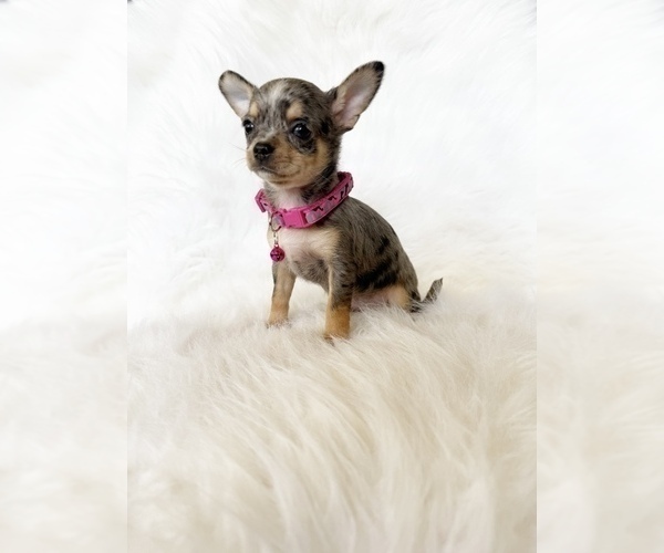 Medium Photo #3 Chihuahua Puppy For Sale in SACRAMENTO, CA, USA