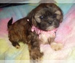 Small Photo #1 Shih Tzu Puppy For Sale in JACKSON, MS, USA