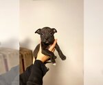 Small Photo #1 American Pit Bull Terrier-Staffordshire Bull Terrier Mix Puppy For Sale in Shermans Dale, PA, USA