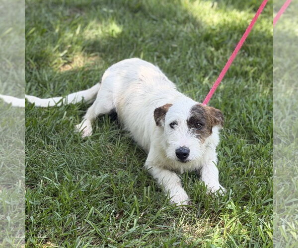 Medium Photo #2 Mutt Puppy For Sale in Yardley, PA, USA