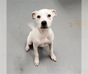 Mutt Dogs for adoption in Peoria, IL, USA