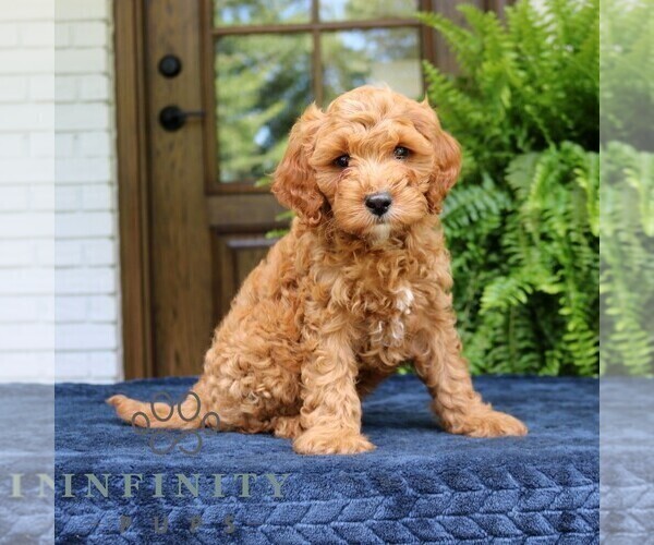 Medium Photo #3 Cavapoo (Miniature) Puppy For Sale in NARVON, PA, USA