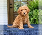 Small #2 Cavapoo (Miniature)