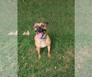 Brownie - Male Black Mouth Cur-Unknown Mix Dog for Adoption - Photo #5