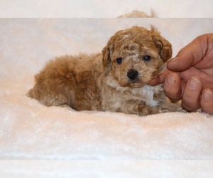 Poodle (Toy) Puppy for sale in DYERSBURG, TN, USA