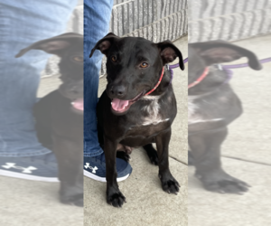 Labrador Retriever-Staffordshire Bull Terrier Mix Dogs for adoption in Conway, AR, USA