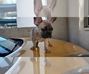 French Bulldog Puppy for sale in TAMPA, FL, USA