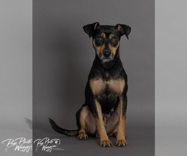 Medium Photo #2 Miniature Pinscher-Unknown Mix Puppy For Sale in Claremore, OK, USA