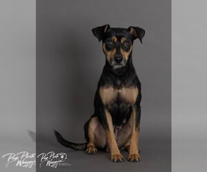 Windy - Female Miniature Pinscher-Unknown Mix Dog for Adoption - Photo #2