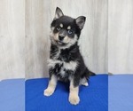 Small Photo #15 Pomsky Puppy For Sale in BELLEVUE, IA, USA