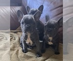 Small Photo #10 French Bulldog Puppy For Sale in GUILFORD, ME, USA