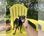 Memo - Male Chiweenie Dog for Adoption - Small photo