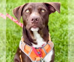 Small #22 Chocolate Labrador retriever Mix