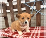Small #2 Pembroke Welsh Corgi