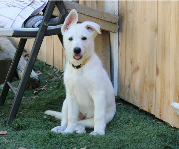 Medium Photo #2 German Shepherd Dog Puppy For Sale in San Diego, CA, USA