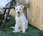 Small #1 German Shepherd Dog