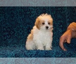 Small #24 Goldendoodle (Miniature)