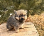 Small #5 Pomeranian