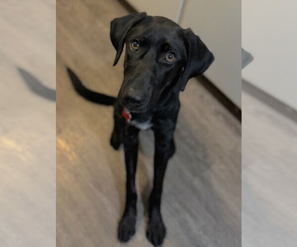Medium Photo #13 German Shorthaired Lab Puppy For Sale in San Diego, CA, USA