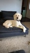 Small Photo #1 Goldendoodle Puppy For Sale in BETHLEHEM, OH, USA