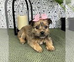 Small Photo #2 Yorkshire Terrier Puppy For Sale in FRANKLIN, IN, USA