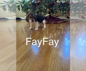 Beagle Puppy for sale in NATHALIE, VA, USA