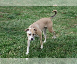 Boxer-Unknown Mix Dogs for adoption in Aurora, IN, USA