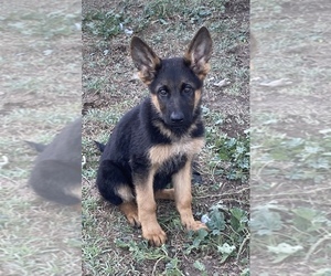 German Shepherd Dog Puppy for Sale in CITRUS HEIGHTS, California USA
