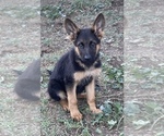 Small Photo #1 German Shepherd Dog Puppy For Sale in CITRUS HEIGHTS, CA, USA