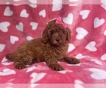 Small #7 Goldendoodle (Miniature)
